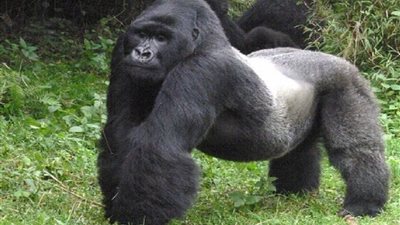 اكتشاف تطوري مهم حول حياة إناث الغوريلا الجبلية