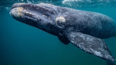 يعيش 200 عام.. حوت غرينلندا يكشف سر العمر الطويل