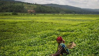 خطة مصرية على أرض السوادن لتأمين غذاء المصريين