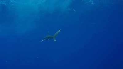 تعويض كبير لسائحة تعرضت لهجوم عنيف من سمكة قرش