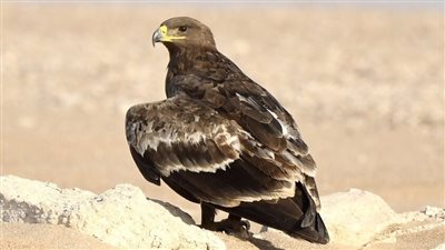 رصد طائر نادر مهدد بالانقراض في دولة عربية