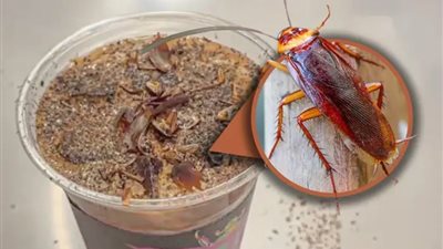 طعم غريب ورائحة لا تنسى.. قهوة الصراصير والنمل تكتسح الصين