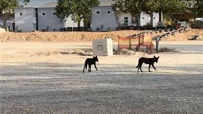 آلاف الكلاب 