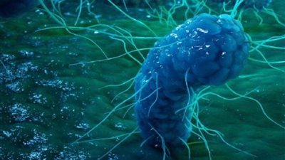 علماء يعثرون على كائن أحادي الخلية يزدهر في البيئات شديدة الحرارة