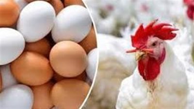 إغلاق وتشميع محل في الجيزة يروج لدواجن فاسدة بأسعار وهمية