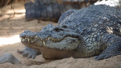 تدخل عاجل بعد ظهور تماسيح في الشرقية