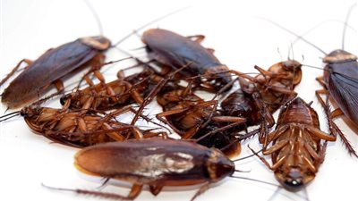 من الصراصير إلى بكتيريا كونان.. كائنات مقاومة للإشعاع النووي