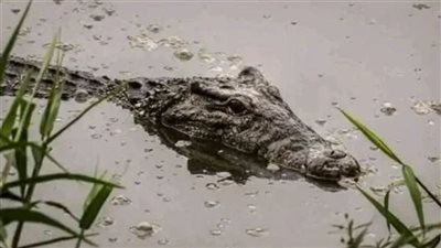 تفاصيل ظهور تماسيح في مصرف قرية بالشرقية.. والمحافظة تتحرك