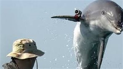 تحوّل الحيوانات إلى أدوات تجسس: سباق عالمي يجمع التكنولوجيا بالكائنات الحية