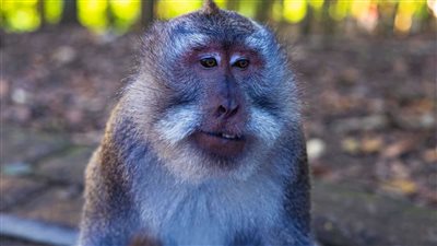 بهجوم وحشي.. قرد يقتل رجلا وسط منزله في تايلاند