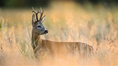 رغم خطر انقراضها.. لحوم الغزلان مطلوبة على موائد العراقيين