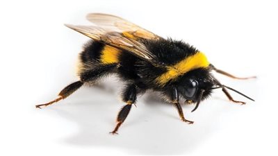 دراسة تكشف أن المشاعر الإيجابية تنتقل بصريا بين النحل الطنان وتؤثر في سلوك المستعمرة بالكامل