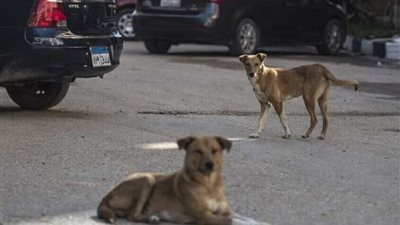 خطة لاحتواء ظاهرة الكلاب الضالة تتضمن استئصال أعضائها التناسلية