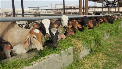 الحكومة توضح حقيقة نفوق 500 رأس ماشية بمحافظة المنوفية