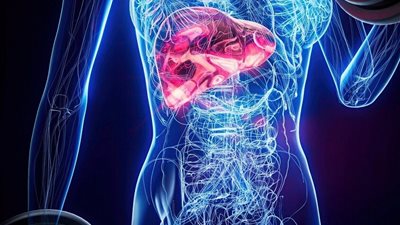 دراسة روسية.. كيف يؤثر تليف الكبد على أمراض القلب؟