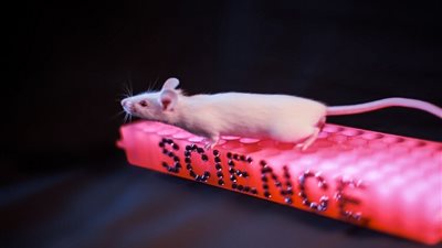 دراسة روسية تكشف تأثيرا خطيرا لمضاد الاكتئاب فلوكسيتين على خصوبة الإناث