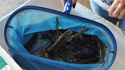 فوكس نيوز تفيد بسرقة كائنات بحرية بقيمة 400 ألف دولار في الولايات المتحدة