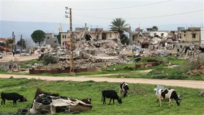 لبنان.. مطالب بالتحقيق ومتابعة التفشي بعد استيراد أبقار مصابة بالحمى القلاعية