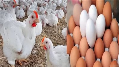 منتجي الدواجن: «بروتين الغلابة» يحمي المائدة المصرية رغم خسائر المنتجين