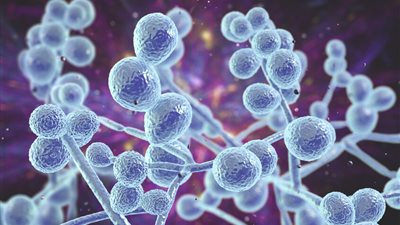 تحذير عاجل: فطر قاتل مقاوم للأدوية ينتشر في 61 دولة