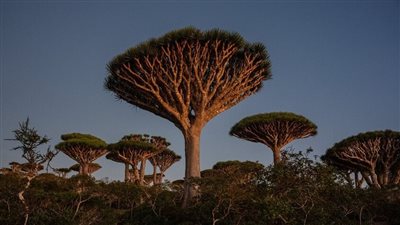 الخطوط الجوية اليمنية تؤكد نجاح التشغيل الاستثنائي لرحلة سقطرى