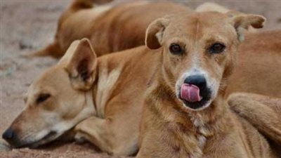 وزارة الزراعة: تزاوج السلالات الأجنبية من الكلب البلدي سبب شراسته الحالية