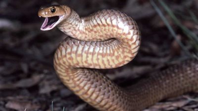 ثعبان شديد السمية يعلق داخل حذاء امرأة في لحظات رعب 