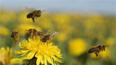 سم النحل في مستحضرات التجميل.. ماذا يقول الخبراء؟