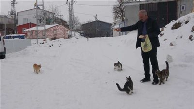 من أجل الحيوانات.. مختار تركي يبقى وحيدًا في قريته وسط الثلوج 