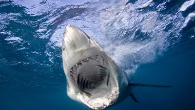 لحظات مروعة.. أسماك القرش تهاجم 3 أشخاص بينهم طفلان في سيدني 