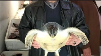 إنقاذ سلحفاة نادرة من محل للمأكولات البحرية 