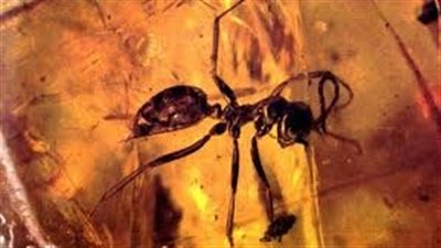 نملة عمرها 40 مليون سنة تكشف أسرارا علمية مذهلة