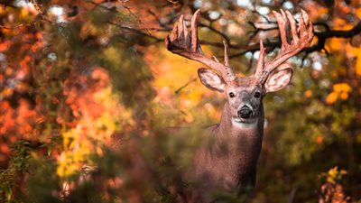 الغزلان تتواصل بإشارات فوق بنفسجية غامضة تذهل العلماء