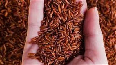 الأرز الأحمر    