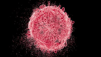 مركبات طبيعية مضادة للشيخوخة قد تسرّع نمو السرطان