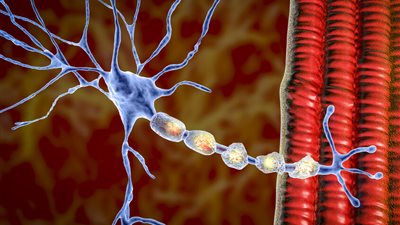 يصيب الرجال فقط.. اكتشاف ياباني يعد بعلاج مرض نادر في الأعصاب 