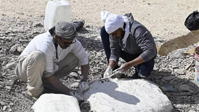 اكتشاف أول سلحفاة بحرية عملاقة من عصر الديناصورات