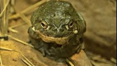 لأول مرة.. دمج جينات ضفادع وفطريات في نبتة تبغ