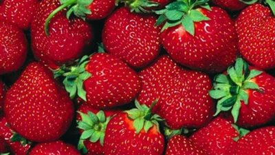 بيان عاجل من الحكومة بشأن رفض شحنات فراولة مصدرة للخارج بزعم أنها مسرطنة