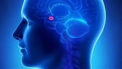 مفتاح الشبع في الدماغ - تعبيرية    