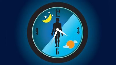 الساعة البيولوجية - تعبيرية    