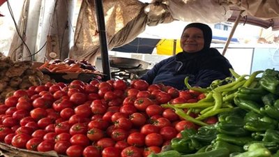 الطماطم