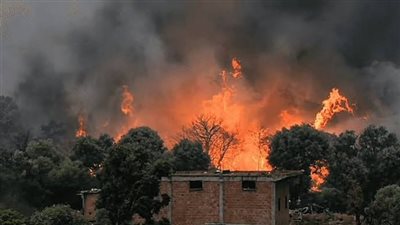 مصر تتضامن مع الجزائر: الأزهر والإفتاء ينعيان ضحايا حرائق الغابات ويؤكدان الوقوف بجانب شعبها