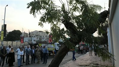 بعد سقوطها بشكل مفاجئ.. وزيرة التنمية المحلية تتابع مع محافظ القاهرة جهود نقل شجرة 
