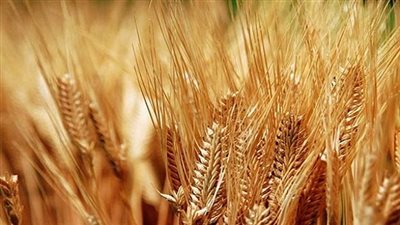 وزير التموين: احتياطي القمح يكفي حتى أوائل مارس المقبل