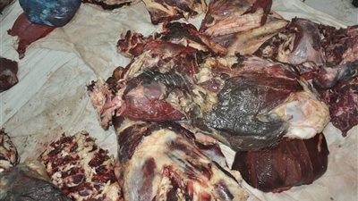 ضبط 200 كيلو لحمة غير صالحة للاستخدام بأسيوط