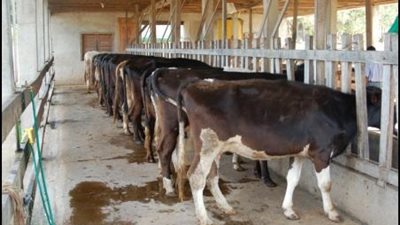 الأورمان تذبح 25 عجلًا في سوهاج