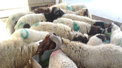 ننشر المواصفات الخاصة لشراء الأضحية