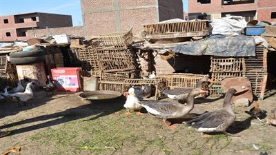بيطري الجيزة: إعدام 2000 كلب ضال وهدم أربع عشش لتربية الدواجن