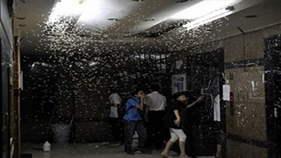 أسراب النحل تهاجم مدرسة ابتدائي بدمنهور